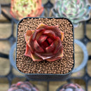 Echeveria 'Red Lantern' 1" Succulent Plant Cutting