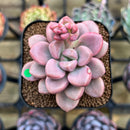 Graptopetalum 'Polari Heart' 2" Succulent Plant Cutting
