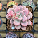 Graptopetalum 'Polari Heart' 2" Succulent Plant Cutting