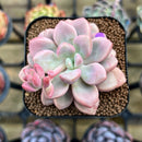 Graptopetalum 'Polari Heart' 2" Succulent Plant Cutting