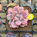 Graptopetalum 'Polari Heart' 2" Succulent Plant Cutting