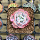 Echeveria 'Soul Mint' 1" Succulent Plant Cutting