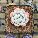 Echeveria 'Soul Mint' 1" Succulent Plant Cutting
