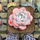 Echeveria 'Soul Mint' 1" Succulent Plant Cutting