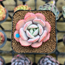 Echeveria 'Soul Mint' 1" Succulent Plant Cutting
