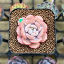 Echeveria 'Soul Mint' 1" Succulent Plant Cutting
