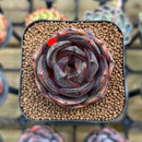 Echeveria 'Melodious' 2" Succulent Plant Cutting