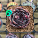 Echeveria 'Melodious' 2" Succulent Plant Cutting