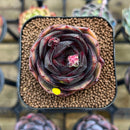 Echeveria 'Melodious' 2" Succulent Plant Cutting