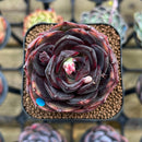 Echeveria 'Melodious' 2" Succulent Plant Cutting