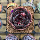 Echeveria 'Melodious' 2" Succulent Plant Cutting