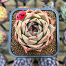 Echeveria 'Jade Star' 2" Succulent Plant Cutting