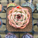 Echeveria 'Jade Star' 2" Succulent Plant Cutting