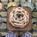 Echeveria 'Jade Star' 2" Succulent Plant Cutting