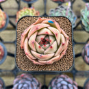 Echeveria 'Jade Star' 2" Succulent Plant Cutting