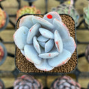 Echeveria Laui 2" Succulent Plant Cutting