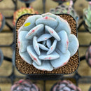 Echeveria Laui 2" Succulent Plant Cutting