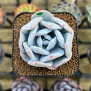 Echeveria Laui 2" Succulent Plant Cutting