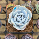Echeveria Laui 2" Succulent Plant Cutting