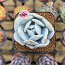 Echeveria Laui 2" Succulent Plant Cutting