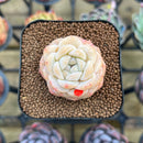Echeveria 'Icy Green' x 'Orange Monroe' Type A 1"-2" Succulent Plant