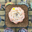 Echeveria 'Icy Green' x 'Orange Monroe' Type A 1"-2" Succulent Plant