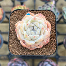 Echeveria 'Icy Green' x 'Orange Monroe' Type A 1"-2" Succulent Plant
