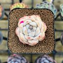 Echeveria 'Icy Green' x 'Orange Monroe' Type A 1"-2" Succulent Plant