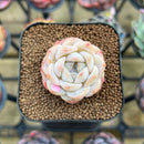 Echeveria 'Icy Green' x 'Orange Monroe' Type A 1"-2" Succulent Plant