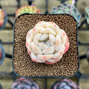 Echeveria 'Icy Green' x 'Orange Monroe' Type A 1"-2" Succulent Plant