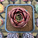 Echeveria 'Red Tan' 2" Succulent Plant Cutting