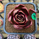 Echeveria 'Red Tan' 2" Succulent Plant Cutting