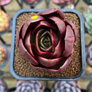 Echeveria 'Red Tan' 2" Succulent Plant Cutting
