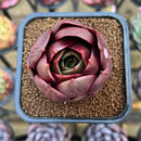 Echeveria 'Red Tan' 2" Succulent Plant Cutting