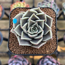 Echeveria 'Evelyn' 2" Succulent Plant Cutting