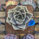 Echeveria 'Evelyn' 2" Succulent Plant Cutting
