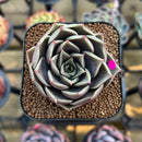 Echeveria 'Evelyn' 2" Succulent Plant Cutting