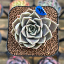 Echeveria 'Evelyn' 2" Succulent Plant Cutting