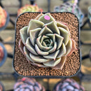 Echeveria 'Evelyn' 2" Succulent Plant Cutting