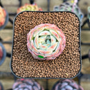 Echeveria 'Red Choco Ball' 1"-2" Succulent Plant Cutting