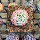 Echeveria 'Red Choco Ball' 1"-2" Succulent Plant Cutting