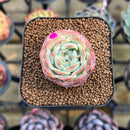 Echeveria 'Red Choco Ball' 1"-2" Succulent Plant Cutting