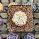 Echeveria 'Red Choco Ball' 1"-2" Succulent Plant Cutting