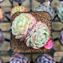 Echeveria 'Red Choco Ball' 1"-2" Succulent Plant Cutting