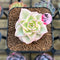 Sedeveria 'Rolly' Variegated 2" Succulent Plant