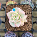 Sedeveria 'Rolly' Variegated 2" Succulent Plant