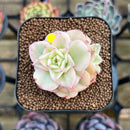 Sedeveria 'Rolly' Variegated 2" Succulent Plant