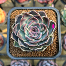 Echeveria 'Jade Bead' 2"-3" New Hybrid Succulent Plant Cutting