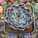 Echeveria 'Jade Bead' 2"-3" New Hybrid Succulent Plant Cutting