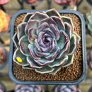 Echeveria 'Jade Bead' 2"-3" New Hybrid Succulent Plant Cutting
